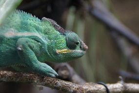 green chameleon on the tree branch