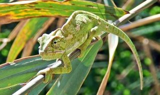 mediterranean chameleon on the twig