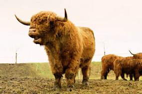 Picture of Highland Cattle