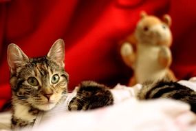cat with a waiting look