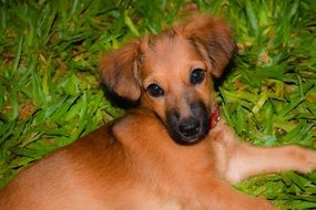 brown puppy on green grass close-up