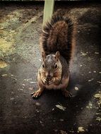 Cute fluffy Squirrel in a park