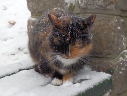 Cute cat on the snow