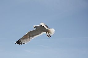 flying majestic seagull