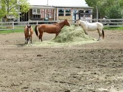 horses in a pen near the hay