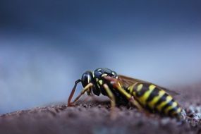 Detailed photo of wasp