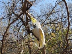white-yellow parrot sits on a branch