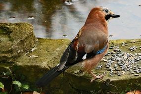 brown bird near the water close-up