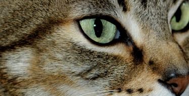 Cat Tiger with green eyes close up