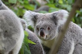 coala bears in the zoo
