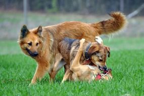 dogs playing on the meadow