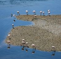 Flamingos on a blue river bank