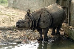 rhino near a large puddle