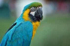 colorful macaw parrot on a blurred background