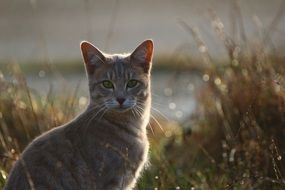 Cat and grass