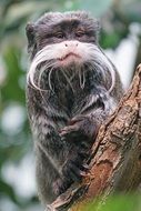 monkey on a tree branch in a rainforest