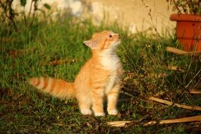 young cat exploring plants