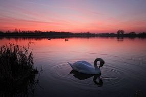 Sunset Red Sky with swan in the Lake