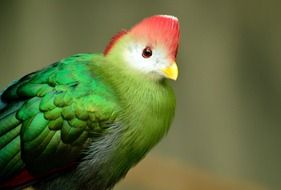 Red-Green turaco bird