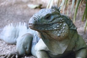Blue Iguana Cayman Islands