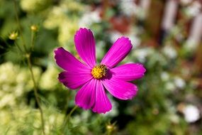 lovely pink Flower