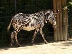 photo of striped zebra in a nature reserve in Africa