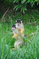 two monkeys in tall green grass