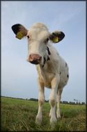 spotted calf with a stamp on a farm