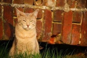 meditating domestic cat