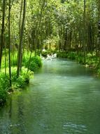 white geese swim along the channel in the park