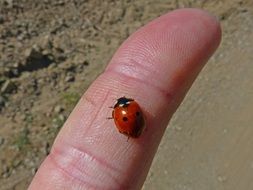 Small Ladybug on the Finger