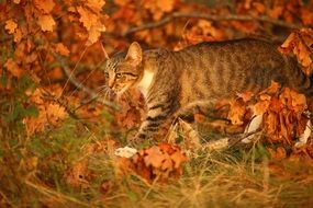 Mieze Cat in bright colorful autumn