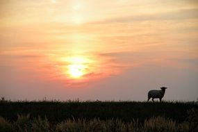 sheep in the pasture at sunset