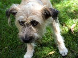 cute hybrid dog