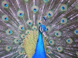 peacock with colorful tail close up