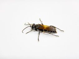 isolated wasp on the white background