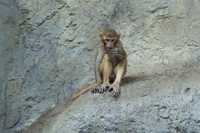 monkey sitting on a rock