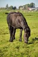 Domestic Brown Horse on a pasture