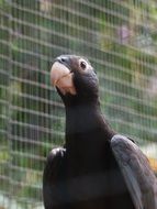 black Great Vasa Parrot