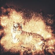 tiger lies in the sun