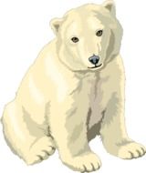 small polar bear