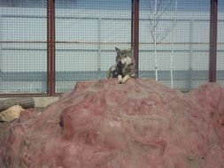 wolf akella, leader of the pack
