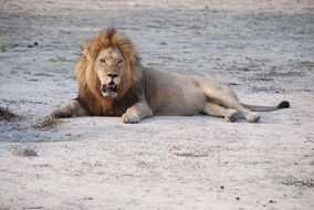 Lion, South Africa