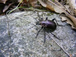 dark brown Beetle on stone scene