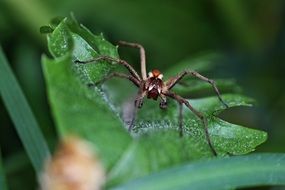 Arachnid spider with long legs in nature