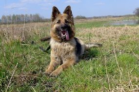 the dog is lying on the green grass