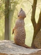 meerkat is standing on its hind legs