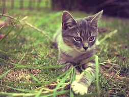 the kitten is lying on the grass in the garden