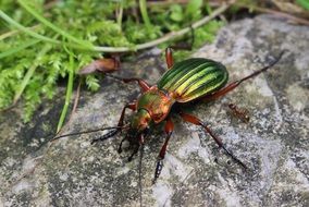 green bright beetle on a stone close up