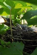 Bird's Nest Baby